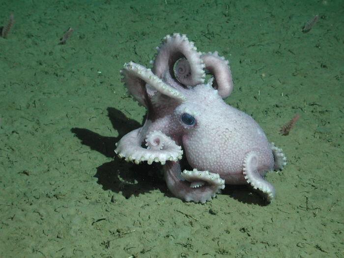 Warty Deep-Sea Octopus