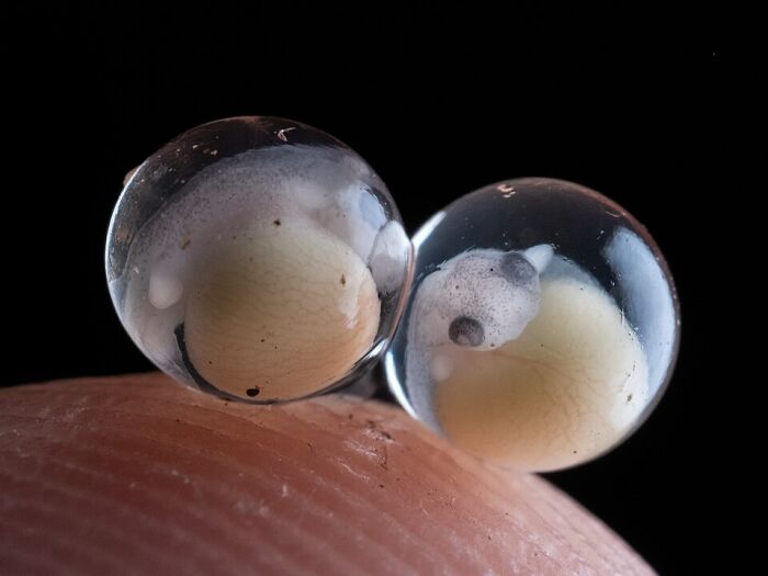 Macro Photo Of Greenhouse Frog (Eleutherodactylus Planirostris) Eggs On A Human's Fingertip With Embryos Visible Inside