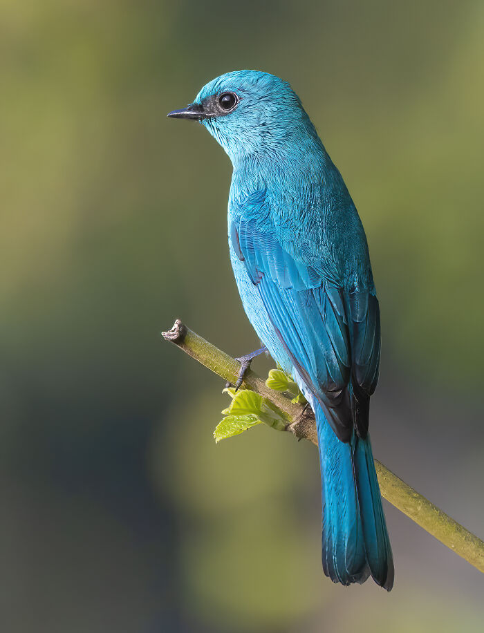 The Verditer Flycatcher (Eumyias Thalassinus)