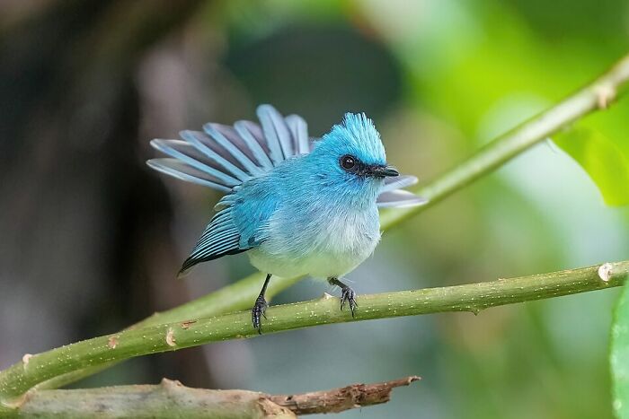 African Blue Flycatcher (Elminia Longicauda) At Kibale Forest National Park, Uganda