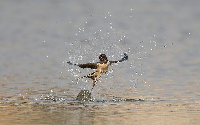 Barn Swallow In A Dancing Pose After Taking A Quick Dip In The Nagdaha Lake, Lalitpur District, Bagmati Province, Nepal