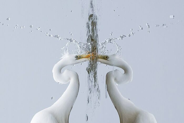 Great Egret (Ardea Alba) Fishing During A Foggy Day At Champ-Pittet, Switzerland