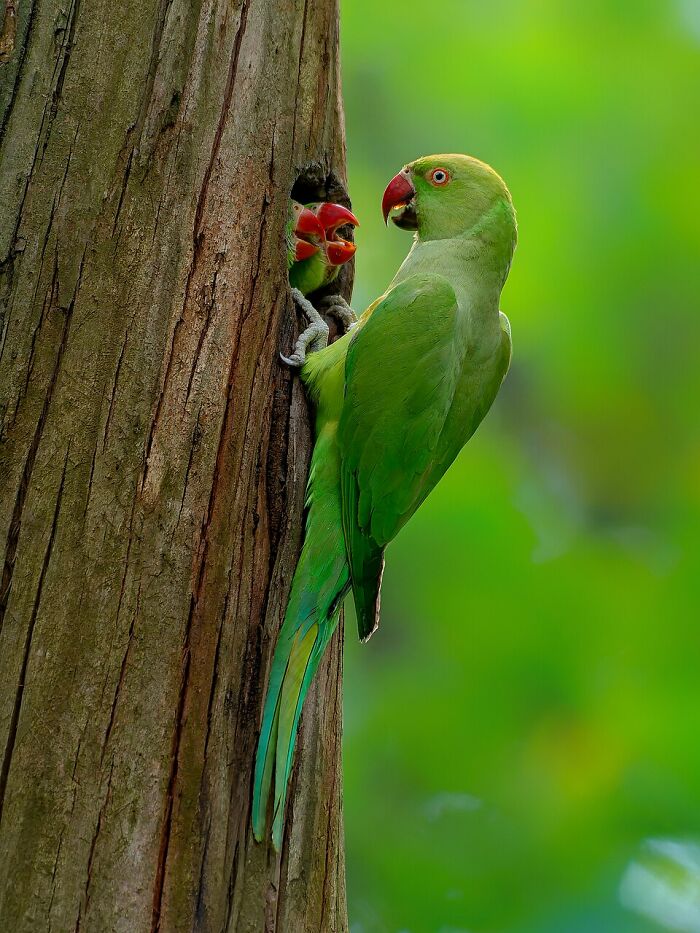 Rose-Ringed Parakeet (Psittacula Krameri)
