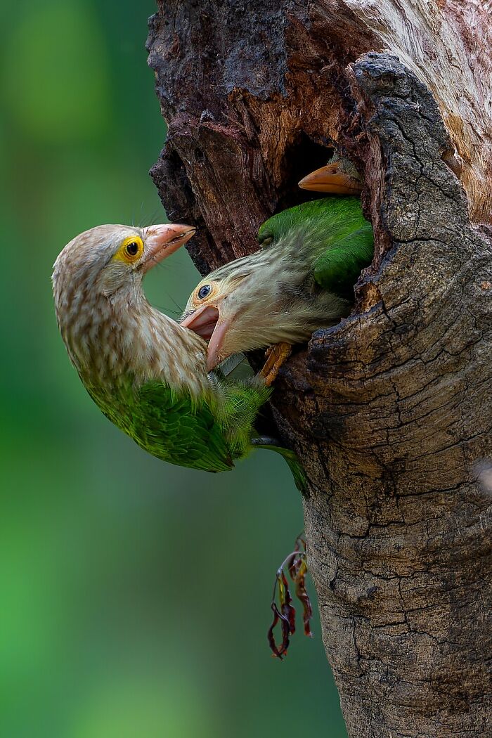 Lineated Barbet (Psilopogon Lineatus)