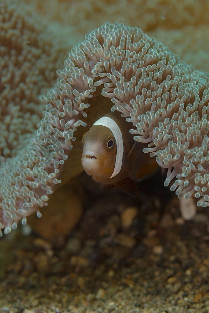 Saddleback Clownfish (''Amphiprion Polymnus'') In A Mertens' Carpet Sea Anemone (''Stichodactyla Mertensii''), Anilao, Philippines