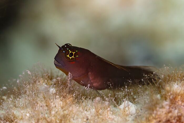 Gulf Blenny (''Ecsenius Pulcher''), Ad Dimaniyat Islands, Oman