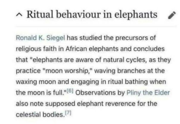 elephant-religion-69b6bba760012.jpg