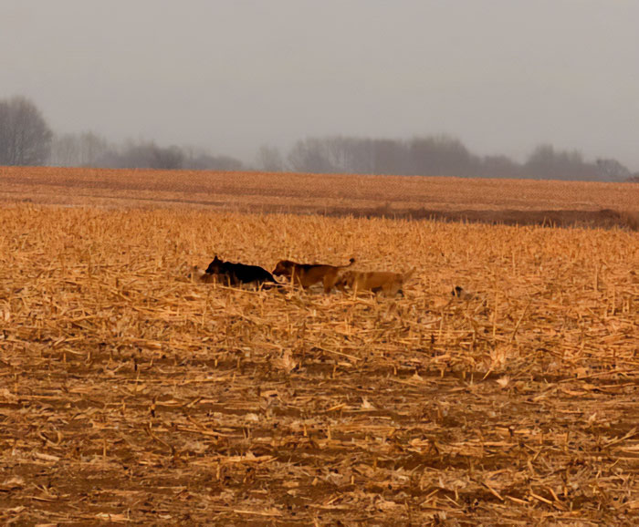 Seven Kidnapped Dogs Become Viral Sensation After They Escape Captors To Make Brave Journey Home Together