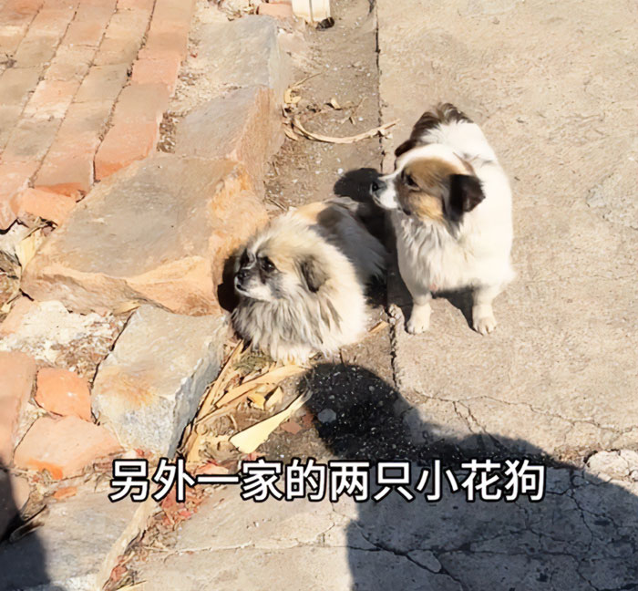 Seven Kidnapped Dogs Become Viral Sensation After They Escape Captors To Make Brave Journey Home Together