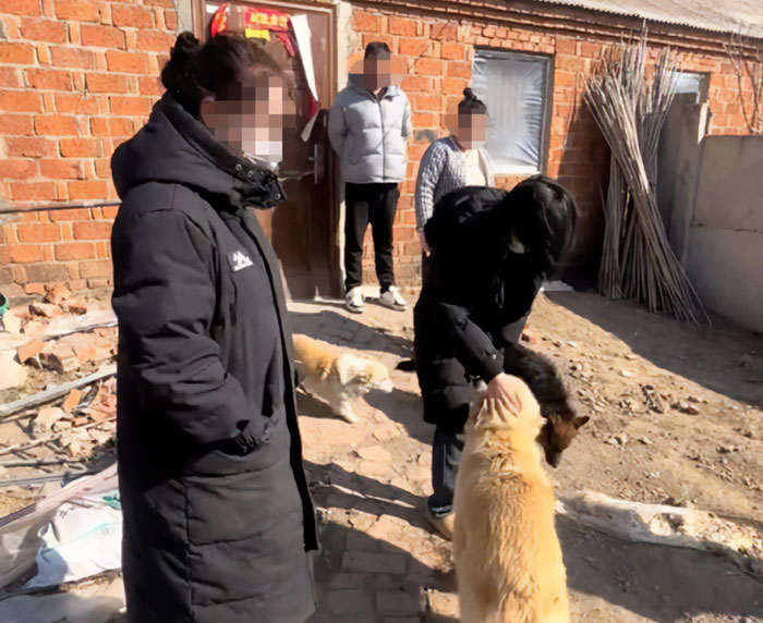 Seven Kidnapped Dogs Become Viral Sensation After They Escape Captors To Make Brave Journey Home Together