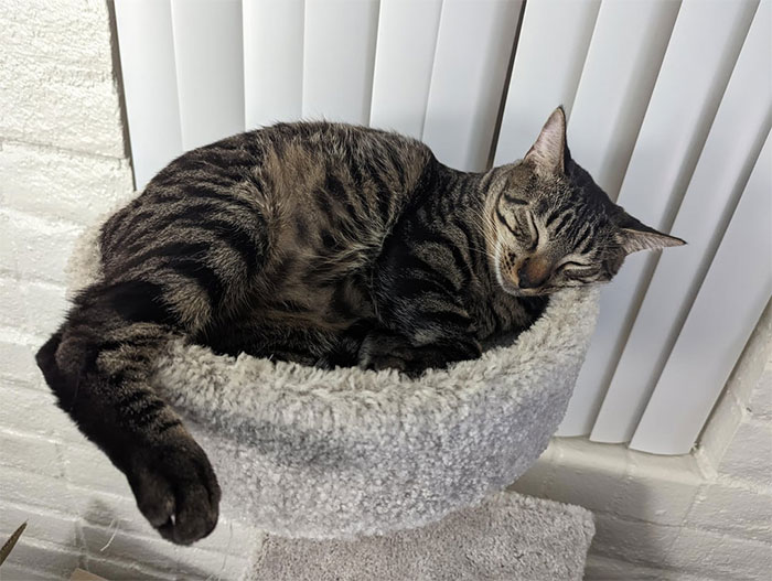 O relacionamento “perfeito” do homem desmorona depois que a namorada trai, pega o gato e desaparece