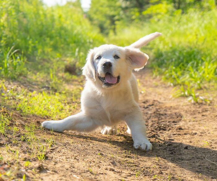 Irresponsible Aunt Chooses Untrained Dog Over Hurt Nephew After A Bite, Sparks Massive Family Feud
