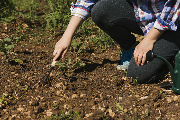 Person gardening outdoors using a small hand rake and watering can in soil with young plants growing.