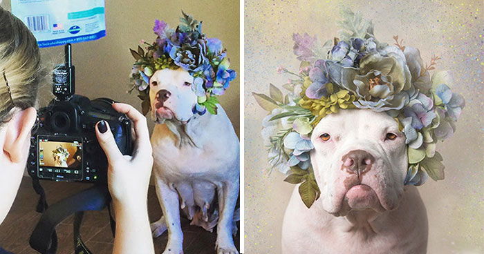 39 Heartwarming Pit Bull Portraits Showing The Softer Side Of A Misunderstood Breed (New Pics)