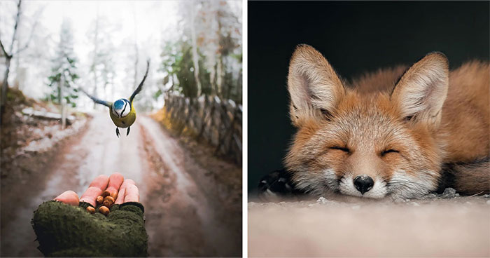 Ian Granström’s Wildlife Photography Turns Everyday Animal Encounters Into Art (50 Pics)