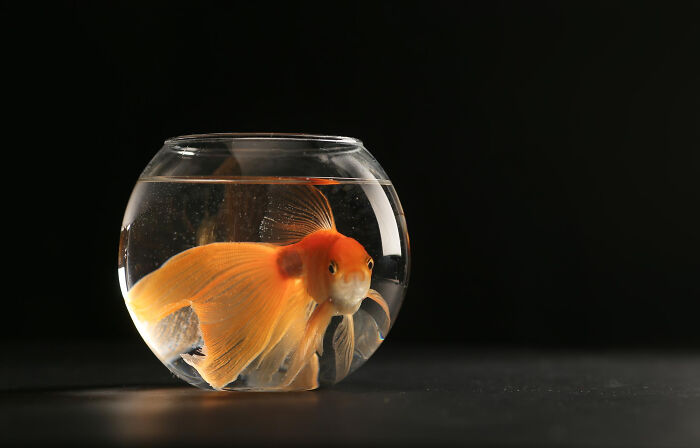Goldfish swimming in a small round fishbowl on a dark background representing unusual funeral directors stories.