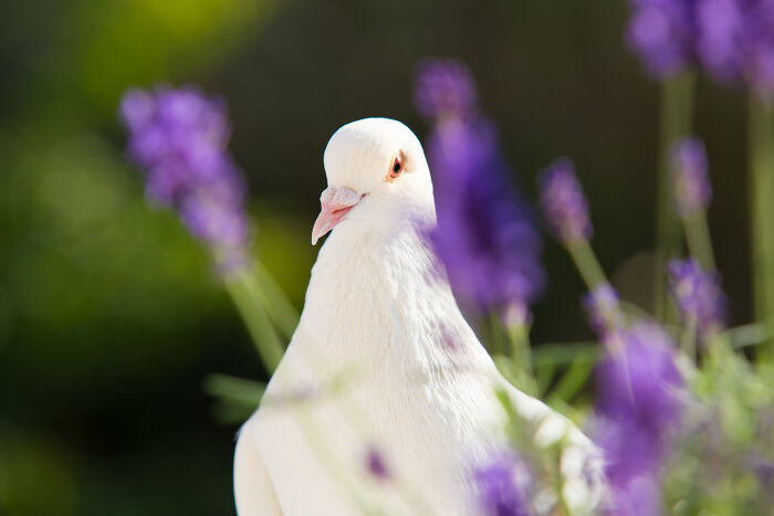 White dove among purple flowers, symbolizing peace and remembrance related to funeral directors' wild experiences.