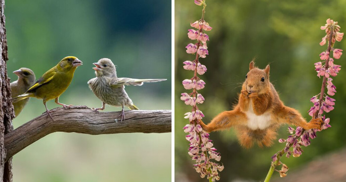 40 Hilarious Wildlife Photos From The Comedy Wildlife Photography Awards