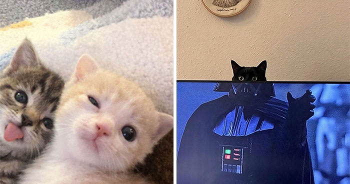 This Community Shared 80 Hilarious Cat Moments That Perfectly Capture Their Weirdness