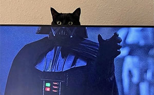 This Community Shared 80 Hilarious Cat Moments That Perfectly Capture Their Weirdness