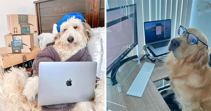 59 Adorable Dogs Who Look Like They’ve Had Too Many Meetings That Could’ve Been Emails As Shared By This Page