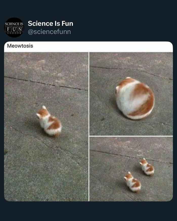 Three photos of a curled orange and white cat on pavement, shared by Science Is Fun for science memes enjoyment.