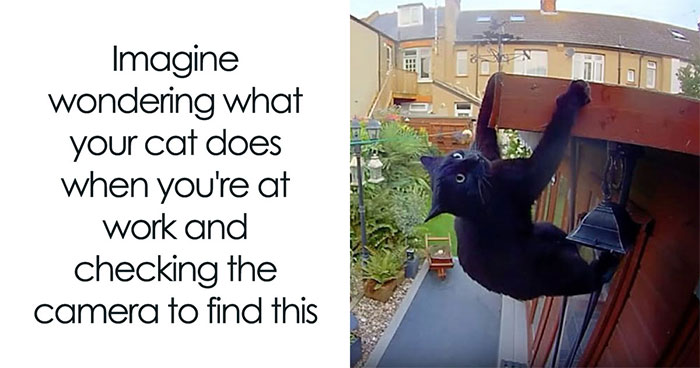 This Page Shared 50 Funny Memes For Your Daily Dose Of Cute Animal Content