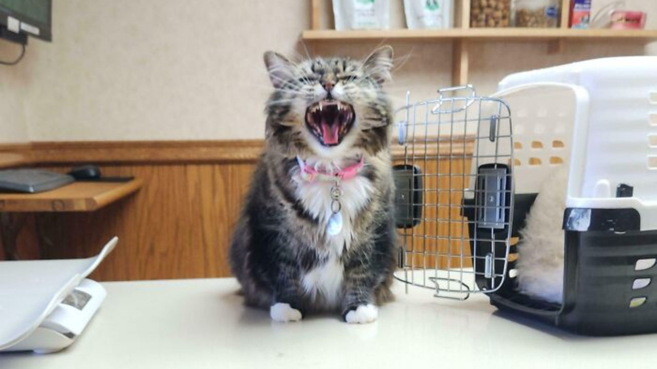 80 Hilarious Cats Caught Meowing Like Their Lives Depended On It (New Pics)