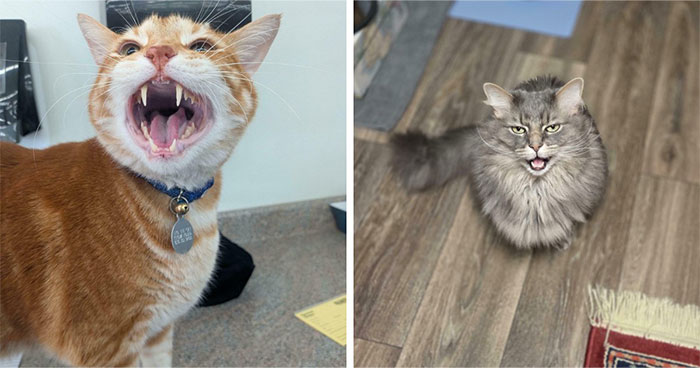 80 Hilarious Cats Caught Meowing Like Their Lives Depended On It (New Pics)