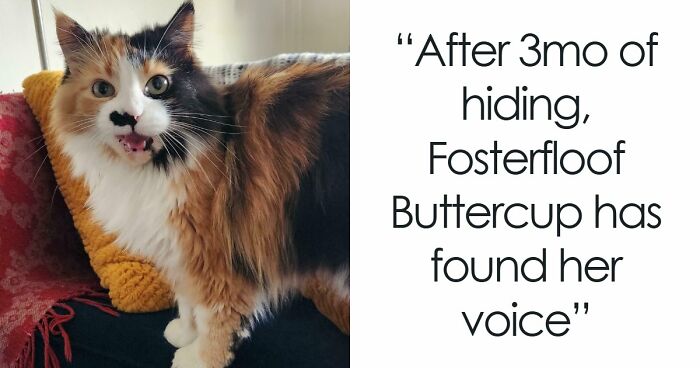 80 Hilarious Cats Caught Meowing Like Their Lives Depended On It (New Pics)