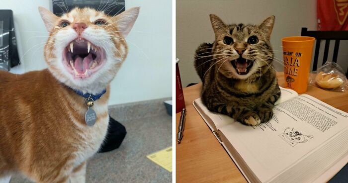 80 Hilarious Cat Pics That Capture What Happens When Meowing Becomes A Full-Time Job (New Pics)
