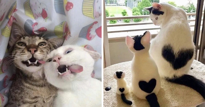 ‘Why I Should Have A Cat’ Page Shared 51 Pics That Could Turn You Into A Cat Person