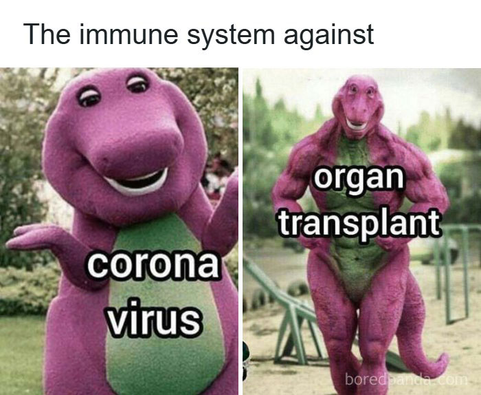 Immune system as Barney against coronavirus versus a muscular Barney against organ transplant, doctor and patient meme.