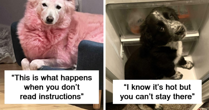 “Toby The 80-Year-Man Trapped In A Chihuahua Body”: 81 Hilarious Dogs Being Their Goofy Selves (New Pics)