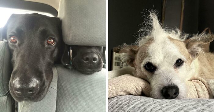 “Toby The 80-Year-Man Trapped In A Chihuahua Body”: 81 Hilarious Dogs Being Their Goofy Selves (New Pics)