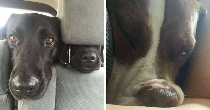 “Toby The 80-Year-Man Trapped In A Chihuahua Body”: 81 Hilarious Dogs Being Their Goofy Selves (New Pics)