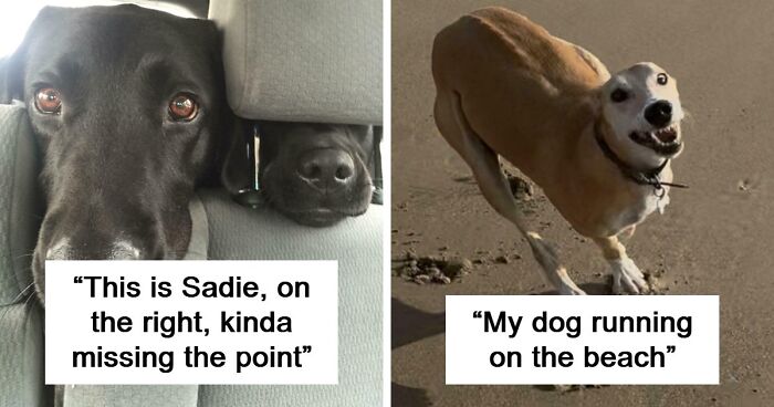 “Toby The 80-Year-Man Trapped In A Chihuahua Body”: 81 Hilarious Dogs Being Their Goofy Selves