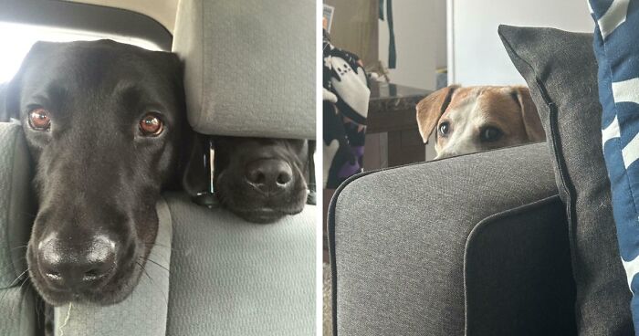 “Toby The 80-Year-Man Trapped In A Chihuahua Body”: 81 Hilarious Dogs Being Their Goofy Selves