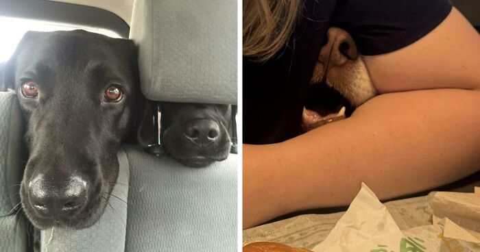 “Toby The 80-Year-Man Trapped In A Chihuahua Body”: 81 Hilarious Dogs Being Their Goofy Selves (New Pics)