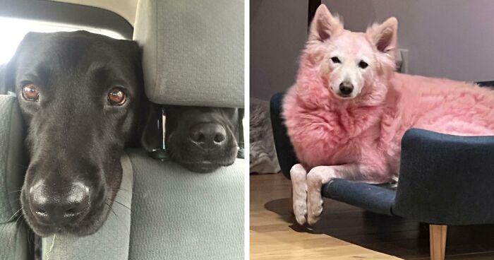 “Toby The 80-Year-Man Trapped In A Chihuahua Body”: 81 Hilarious Dogs Being Their Goofy Selves (New Pics)