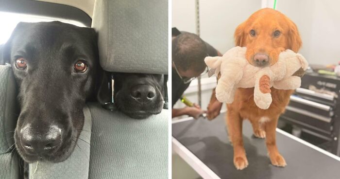 “Toby The 80-Year-Man Trapped In A Chihuahua Body”: 81 Hilarious Dogs Being Their Goofy Selves (New Pics)