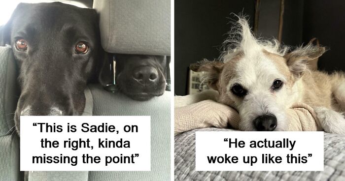 “Toby The 80-Year-Man Trapped In A Chihuahua Body”: 81 Hilarious Dogs Being Their Goofy Selves (New Pics)