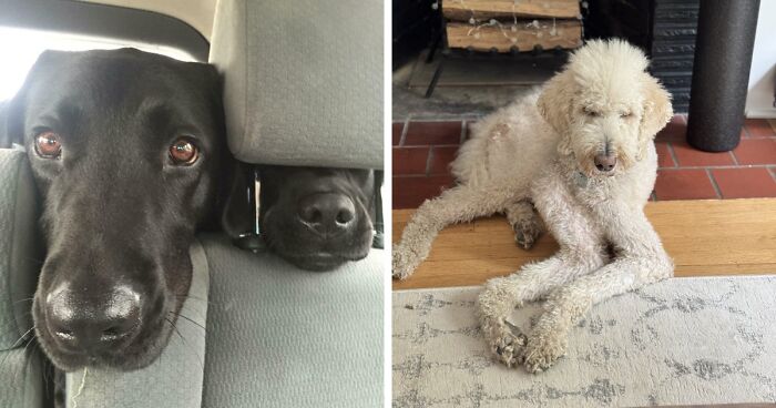 “Toby The 80-Year-Man Trapped In A Chihuahua Body”: 81 Hilarious Dogs Being Their Goofy Selves (New Pics)