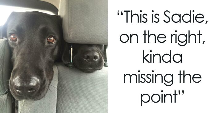 81 Times Dogs Were Being Their Goofy Silly Selves And People Just Had To Share Their Photos (New Pics)