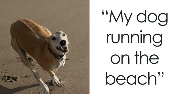 “Toby The 80-Year-Man Trapped In A Chihuahua Body”: 81 Hilarious Dogs Being Their Goofy Selves