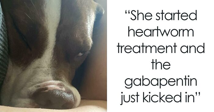 “Toby The 80-Year-Man Trapped In A Chihuahua Body”: 81 Hilarious Dogs Being Their Goofy Selves