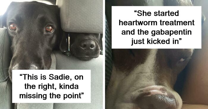 “Toby The 80-Year-Man Trapped In A Chihuahua Body”: 81 Hilarious Dogs Being Their Goofy Selves (New Pics)