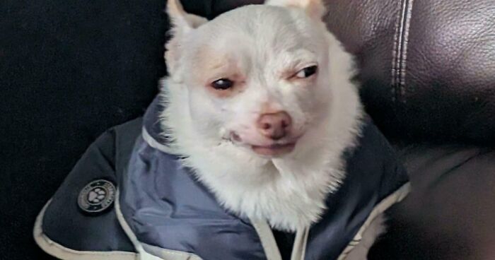 “Toby The 80-Year-Man Trapped In A Chihuahua Body”: 81 Hilarious Dogs Being Their Goofy Selves (New Pics)