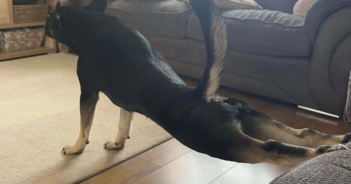 “Toby The 80-Year-Man Trapped In A Chihuahua Body”: 81 Hilarious Dogs Being Their Goofy Selves (New Pics)