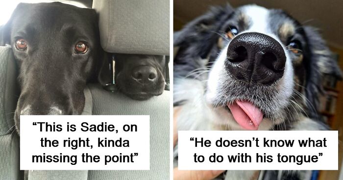 “Toby The 80-Year-Man Trapped In A Chihuahua Body”: 81 Hilarious Dogs Being Their Goofy Selves